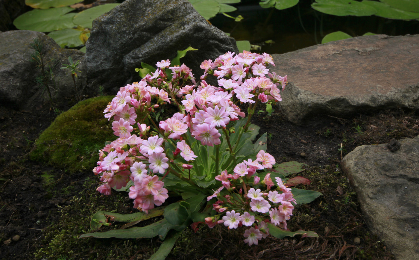 Image of Lewisia cotyledon specimen.