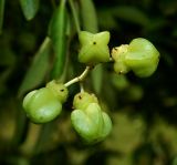 Euonymus grandiflorus. Плоды. Абхазия, г. Сухум, Сухумский ботанический сад, в культуре. Июль 2021 г.