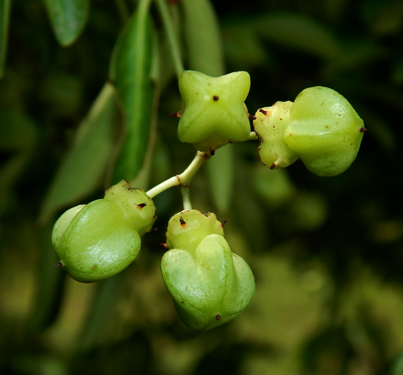 Image of Euonymus grandiflorus specimen.