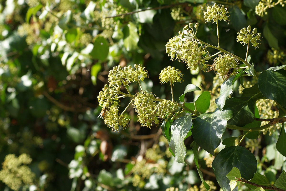 Image of Hedera helix specimen.