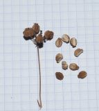 Bilacunaria boissieri