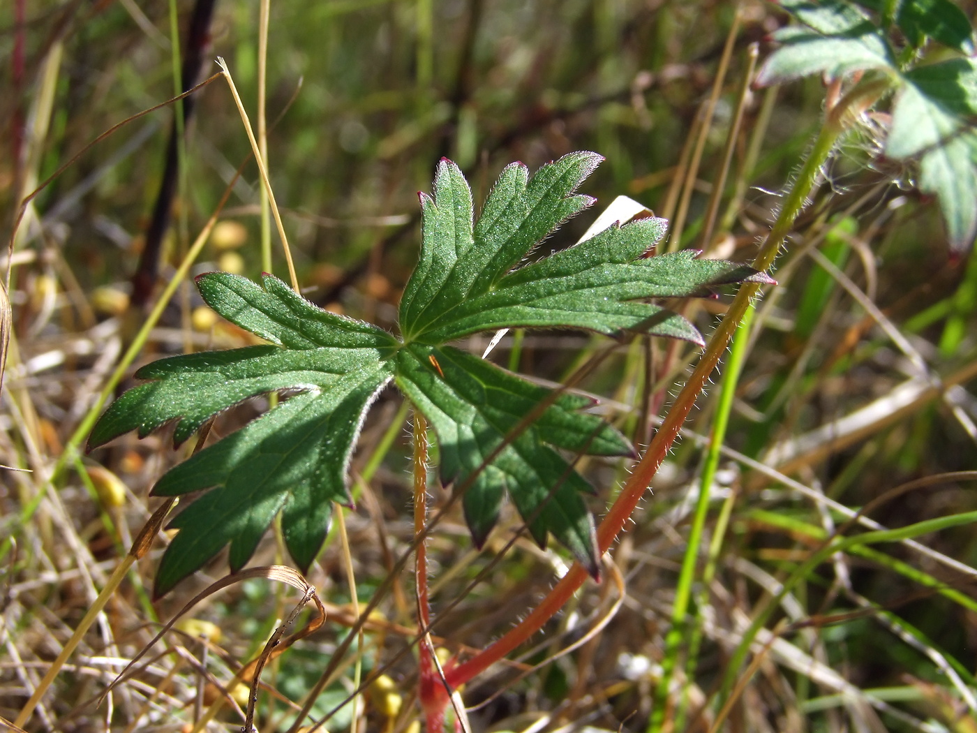 Изображение особи Geranium wlassovianum.