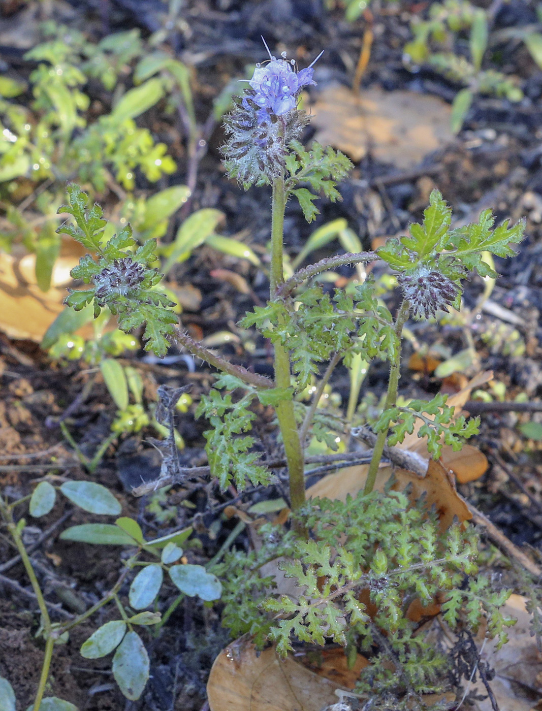 Image of Phacelia tanacetifolia specimen.