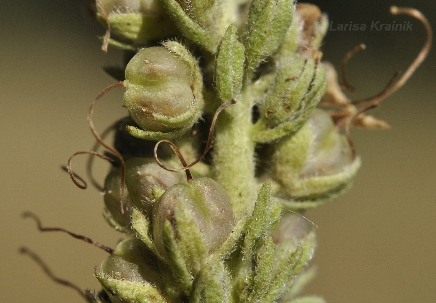 Image of Veronica barrelieri specimen.