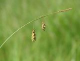 Carex limosa