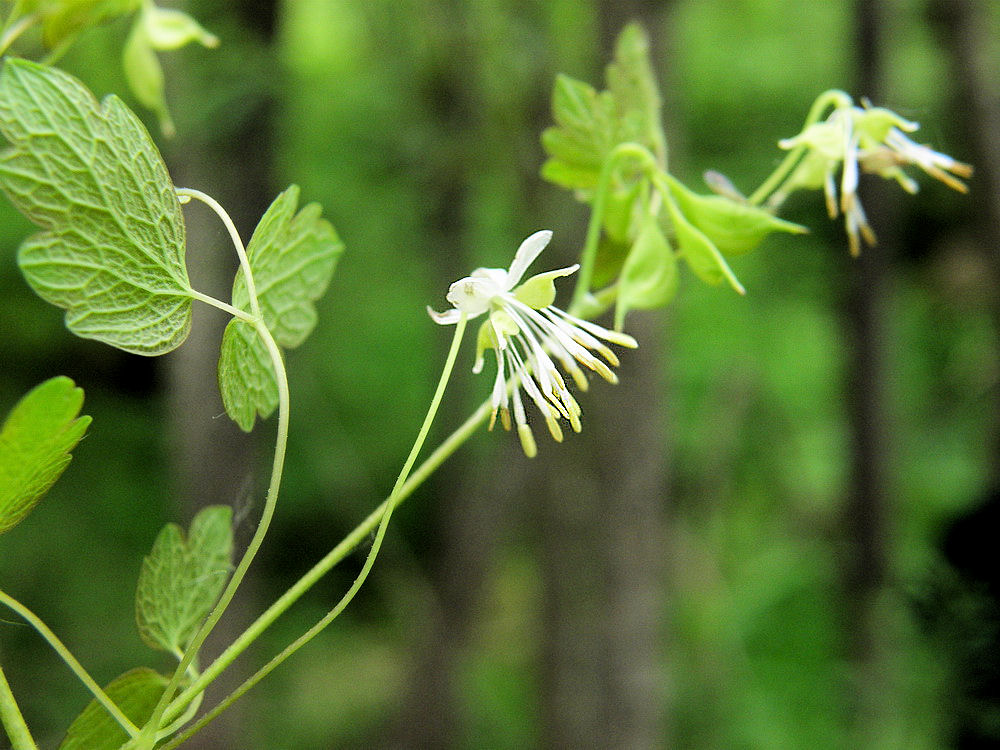 Image of Thalictrum sparsiflorum specimen.