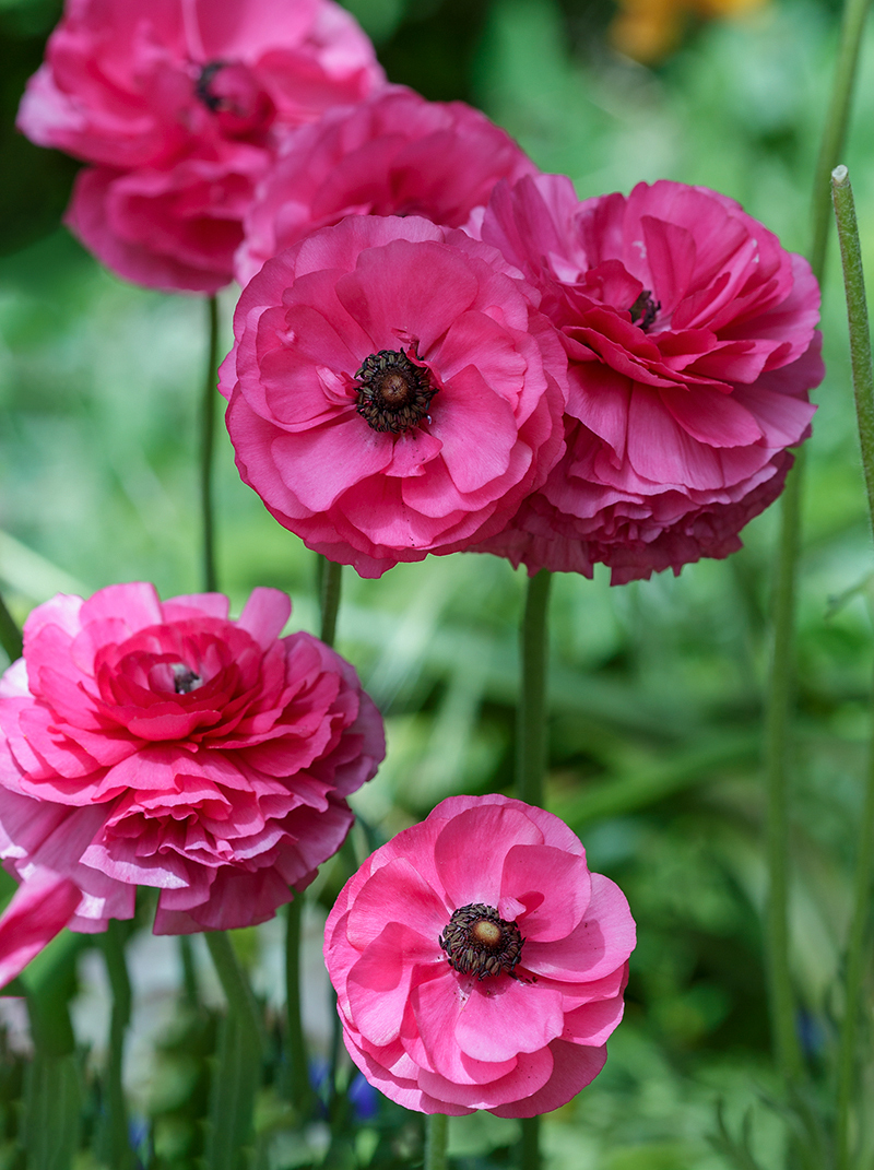 Изображение особи Ranunculus asiaticus.