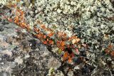 Betula nana. Ветвь с листвой в осенней окраске на ковре из Flavocetraria nivalis, Cladonia и Gowardia. Мурманская обл., окр. г. Заозёрск, высота 314.9, ерниково-кустарничково-лишайниковая каменистая тундра. 21.09.2021.