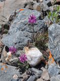 Pedicularis anthemifolia