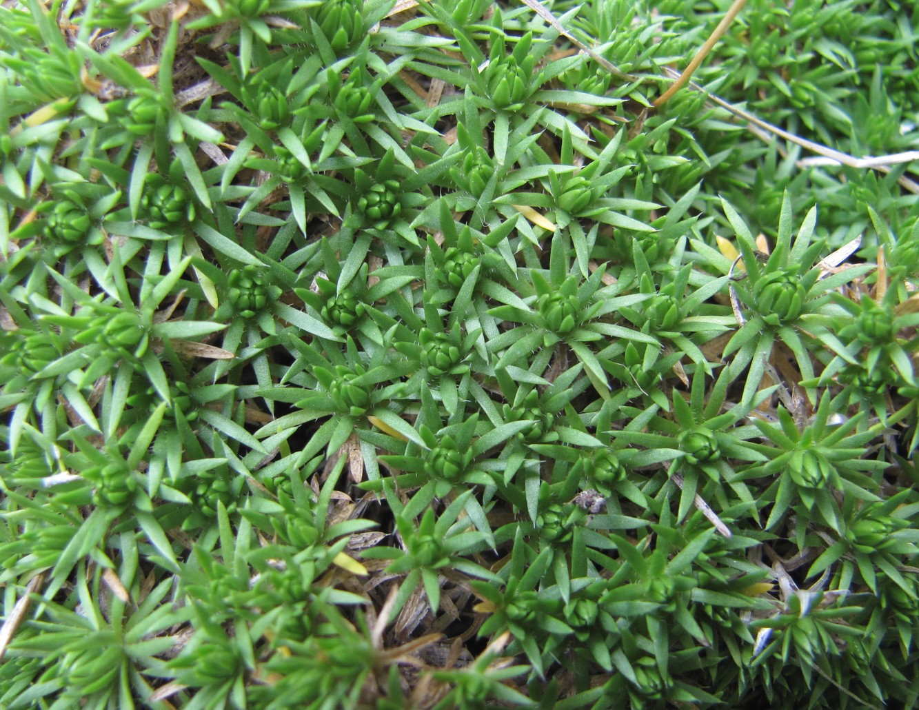 Image of Draba bruniifolia specimen.