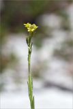 Sisymbrium officinale