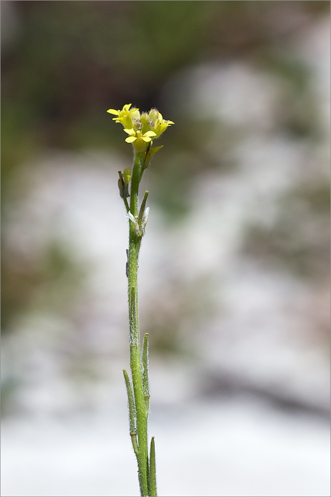 Изображение особи Sisymbrium officinale.