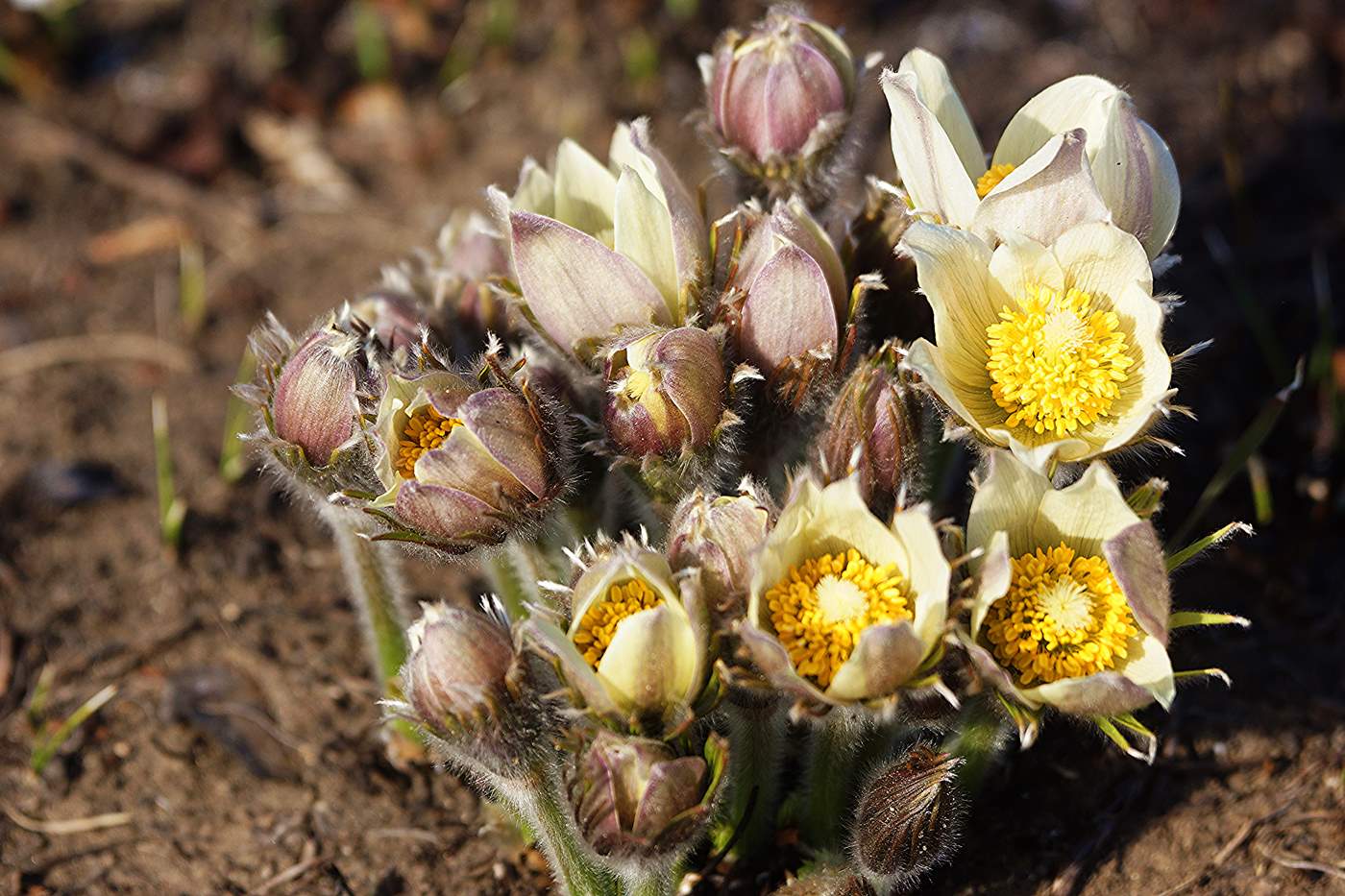 Image of Pulsatilla orientali-sibirica specimen.