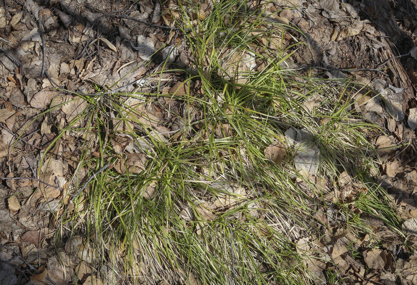 Image of Carex digitata specimen.