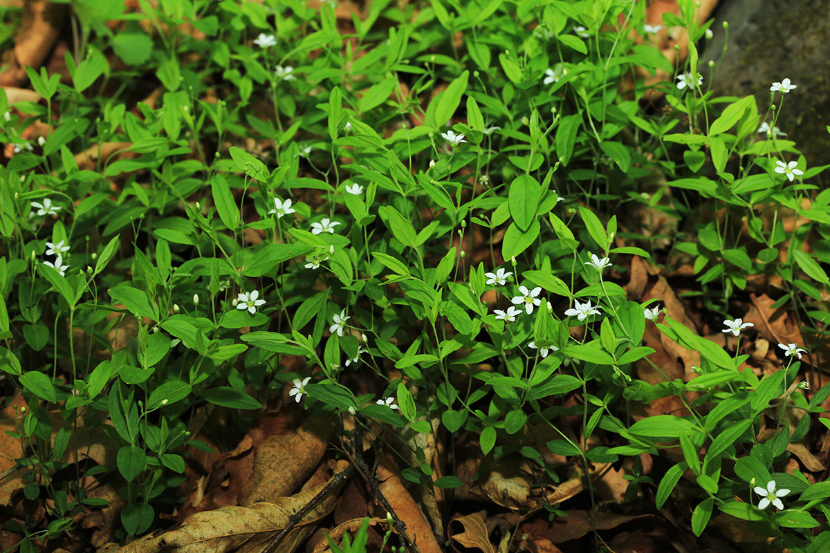 Image of Moehringia lateriflora specimen.