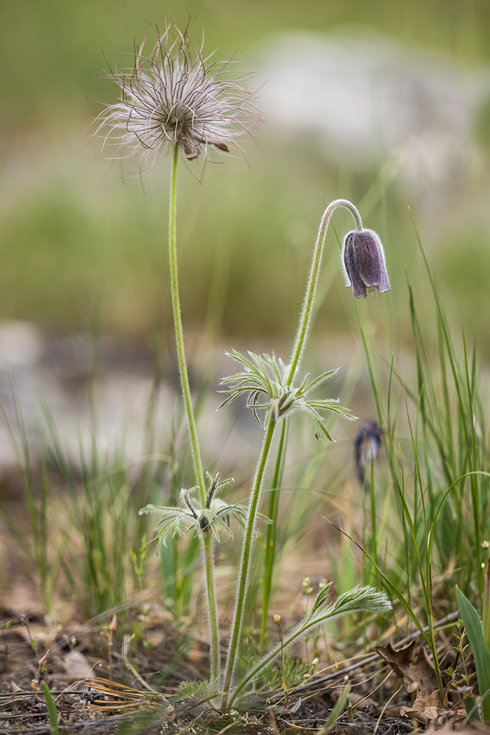 Изображение особи Pulsatilla pratensis.