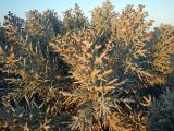 Euphorbia stenoclada. Цветущие ветви. Мадагаскар, регион Ациму-Андрефана, заповедник \"Циманампецуца\", песчаная пустыня между парком и берегом океана. 05.12.2019.