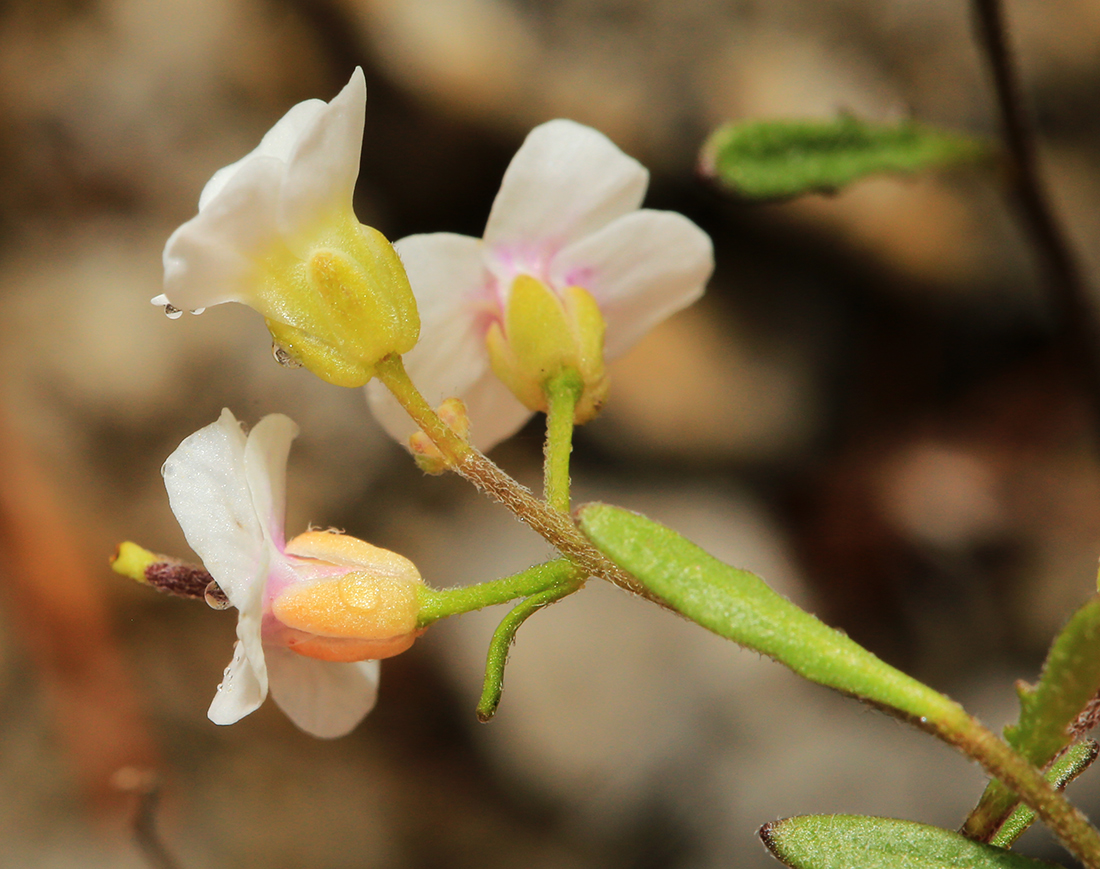 Изображение особи Braya humilis.