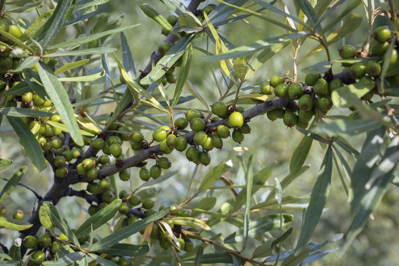 Изображение особи Hippophae rhamnoides.