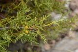 Juniperus pseudosabina