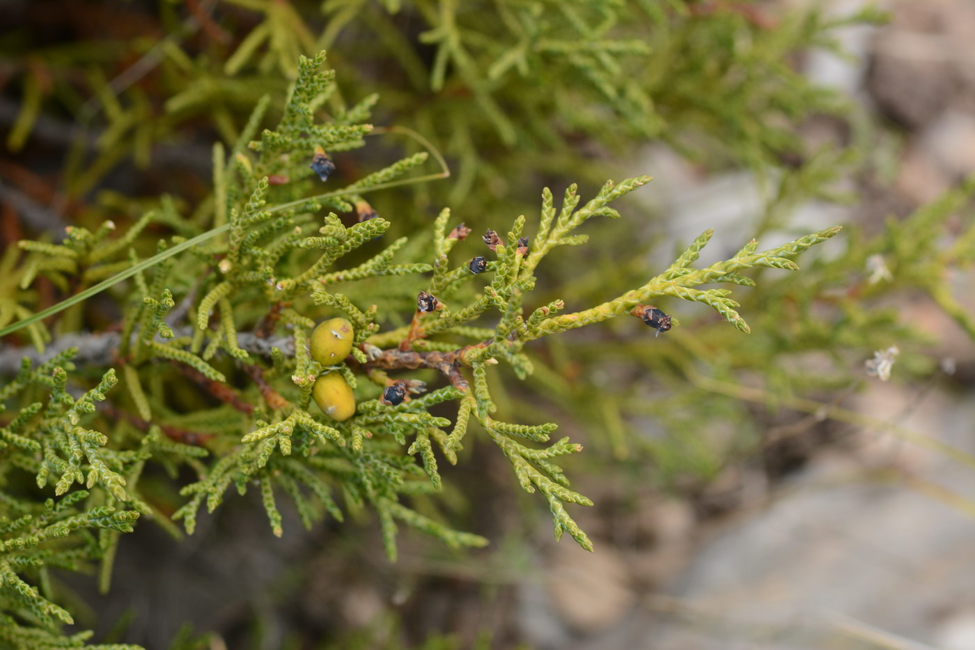 Изображение особи Juniperus pseudosabina.