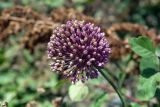 Allium rotundum