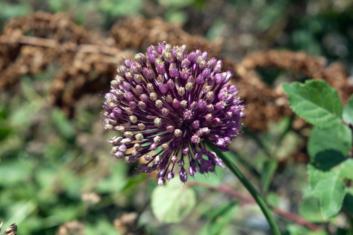 Image of Allium rotundum specimen.