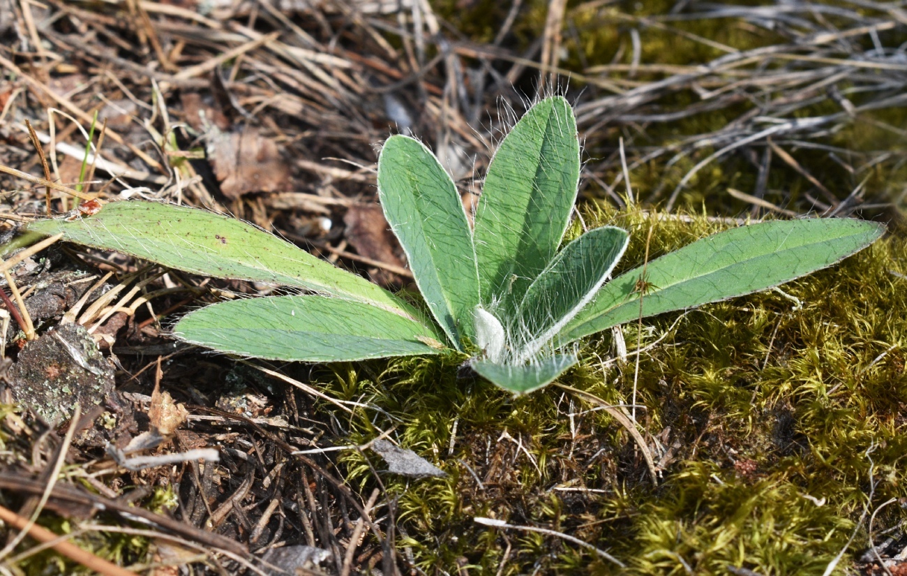 Изображение особи Pilosella officinarum.