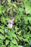 genus Impatiens. Верхняя часть цветущего растения. Бутан, дзонгхаг Монгар, национальный парк \"Phrumsengla\". 05.05.2019.