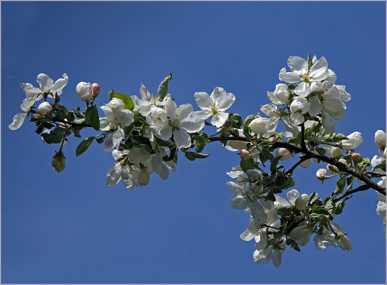 Изображение особи Malus prunifolia.