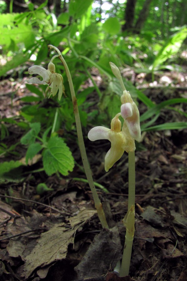 Изображение особи Epipogium aphyllum.