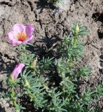 Portulaca grandiflora