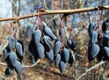 Berberis integerrima