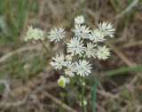 Thalictrum petaloideum. Соцветие с кормящимися жуками. Иркутская обл., Усть-Ордынский р-н, окр. пгт Усть-Орда, степь. 08.06.2022.