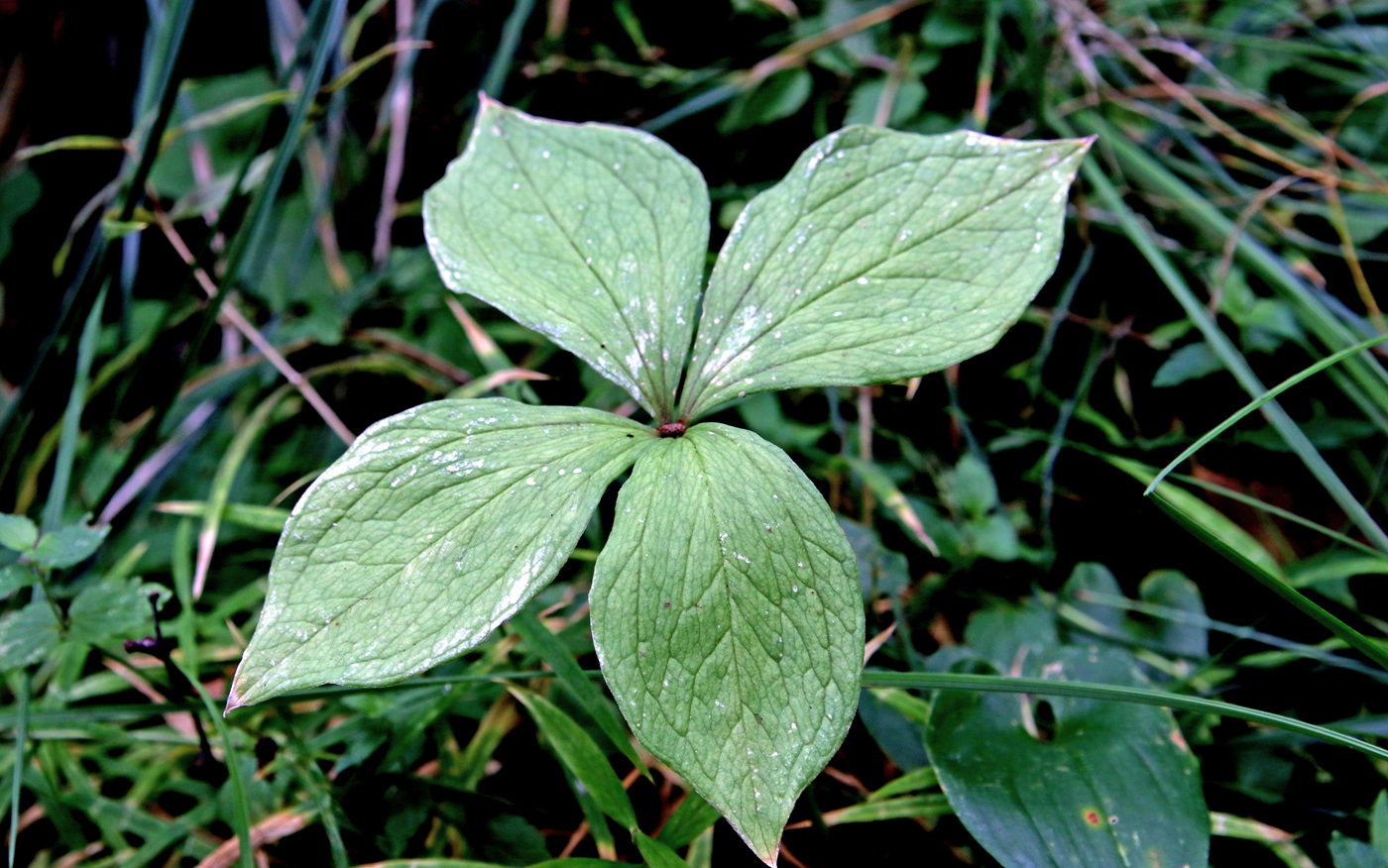 Изображение особи Paris quadrifolia.