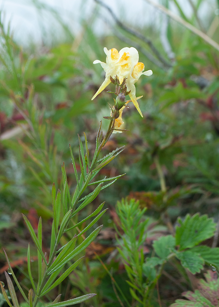 Изображение особи Linaria vulgaris.