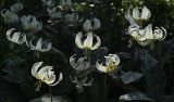 Erythronium californicum