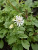Oberna lacera