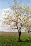 Populus alba. Молодое дерево. Ростовская обл., Азовский р-н, окр. с. Кугей, на заливном лугу. Начало мая 2004 г.