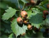 род Crataegus