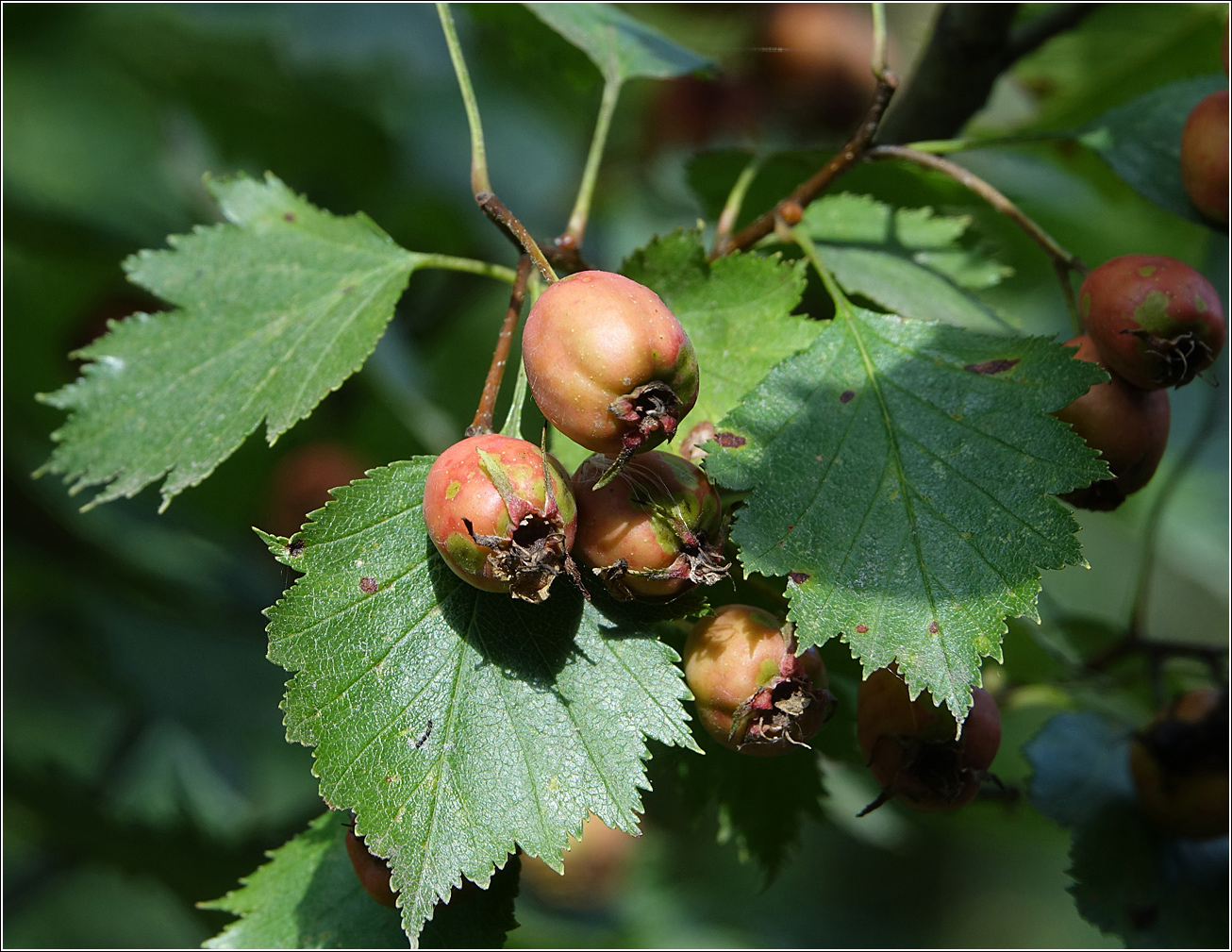 Изображение особи род Crataegus.