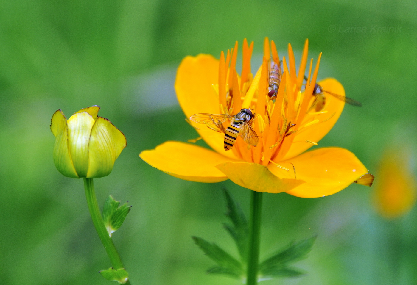 Image of Trollius chinensis specimen.