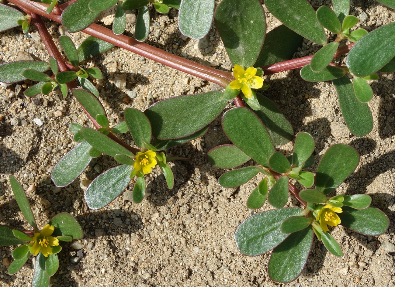 Изображение особи Portulaca oleracea.