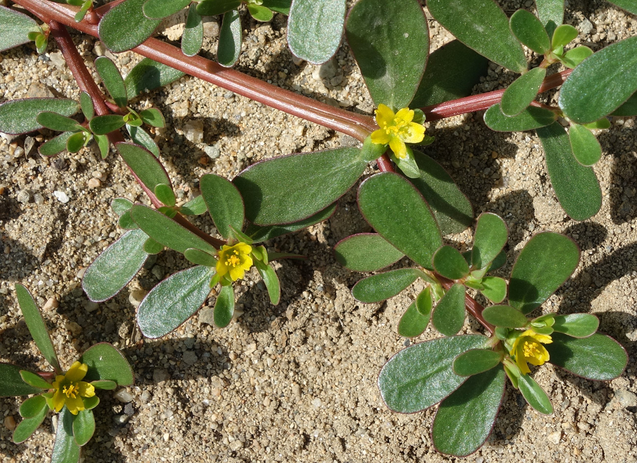 Image of Portulaca oleracea specimen.