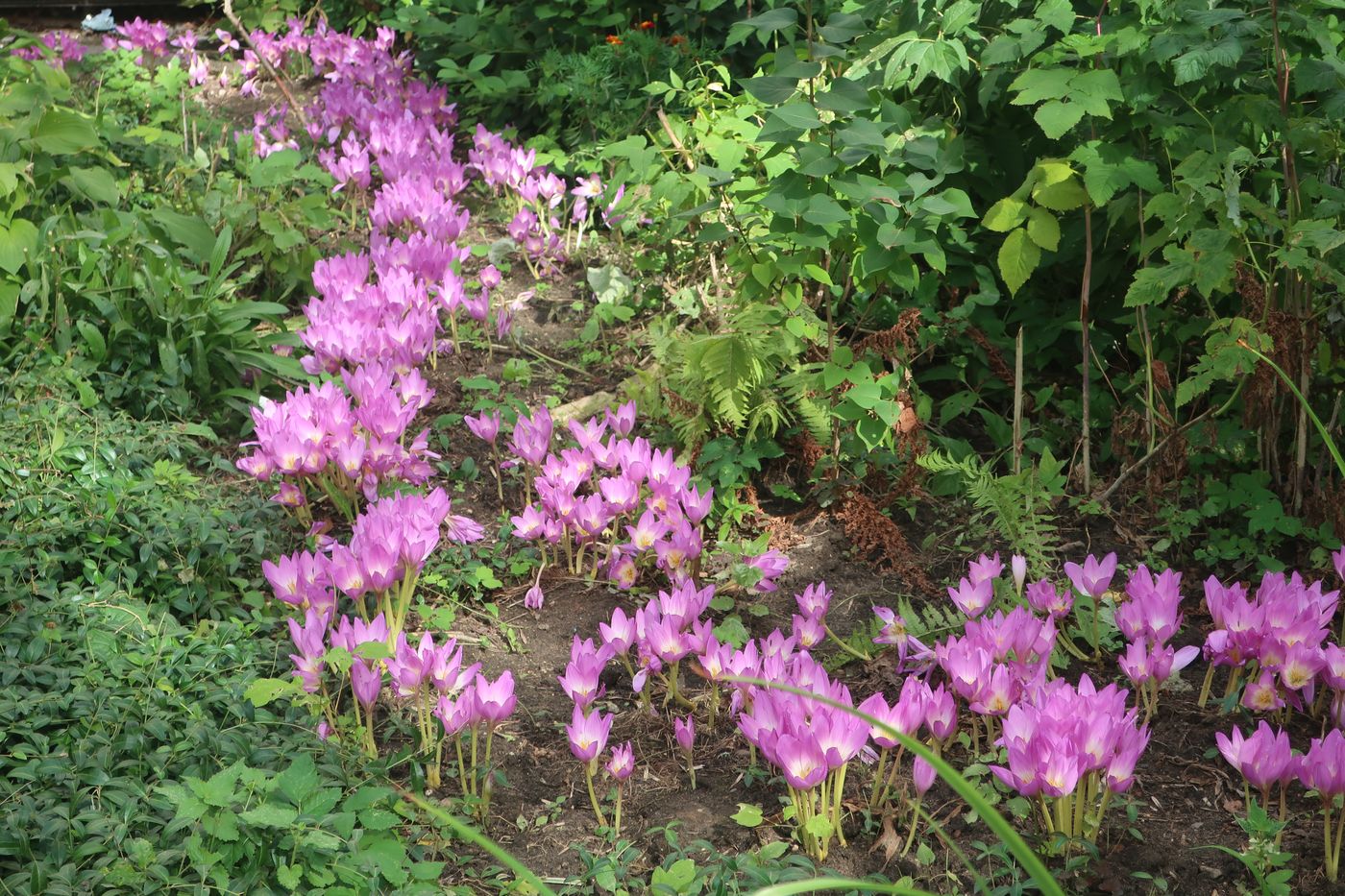 Изображение особи Colchicum speciosum.