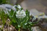 Primula bayernii. Цветущее растение. Республика Северная Осетия-Алания, Ирафский р-н, Большой Кавказ, левый борт ущелья Бартуидон, берег питающего оз. Маскутицад ручья, ≈ 2830 м н.у.м., альпийский луг. 11.07.2021.