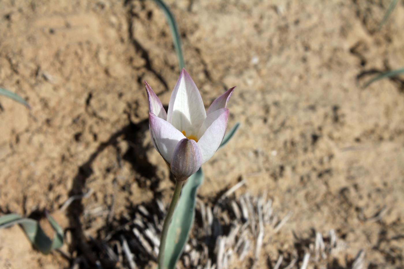 Image of Tulipa sogdiana specimen.