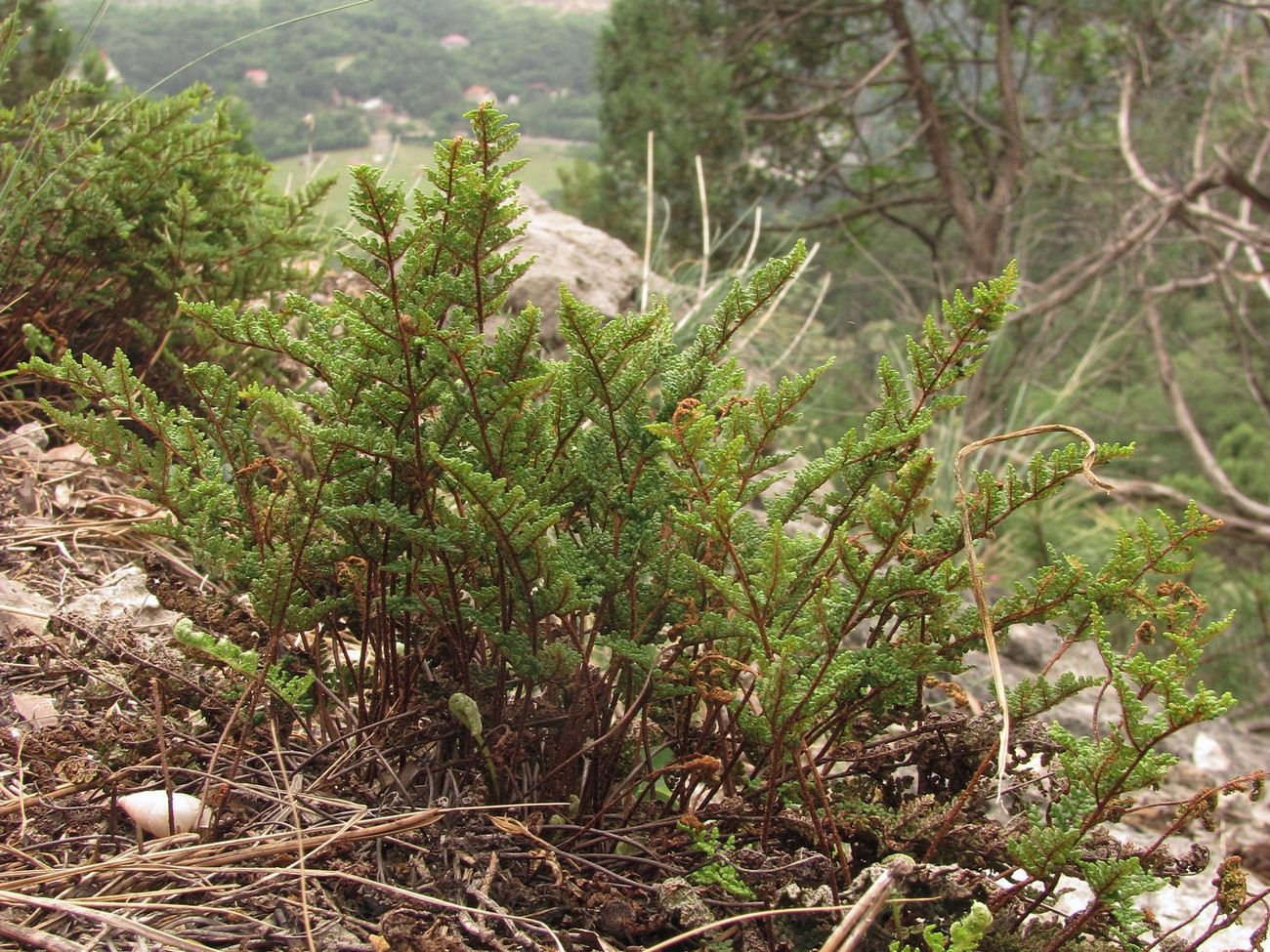 Изображение особи Oeosporangium persicum.