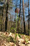 Fritillaria meleagris