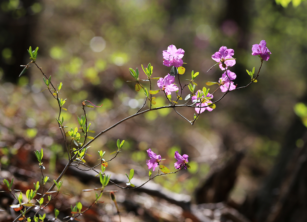 Image of Rhododendron dauricum specimen.